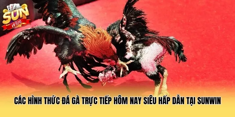 Các hình thức đá gà trực tiếp hôm nay siêu hấp dẫn tại Sunwin