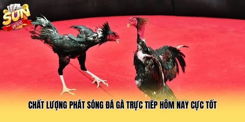 Chất lượng phát sóng đá gà trực tiếp hôm nay cực tốt