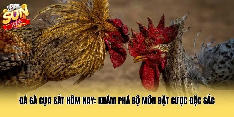 Đá Gà Cựa Sắt Hôm Nay: Khám Phá Bộ Môn Đặt Cược Đặc Sắc