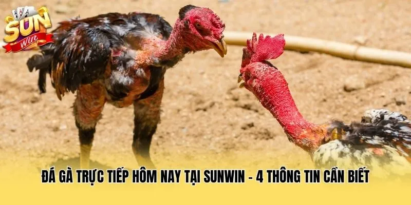 Đá Gà Trực Tiếp Hôm Nay Tại Sunwin - 4 Thông Tin Cần Biết