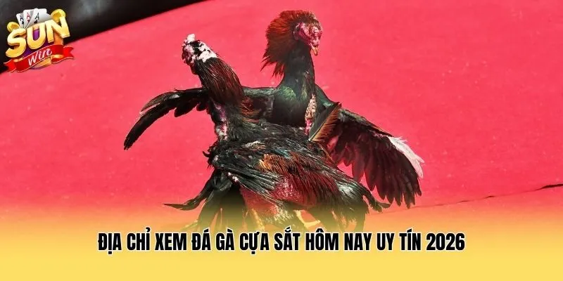 Địa chỉ xem đá gà cựa sắt hôm nay uy tín 2026