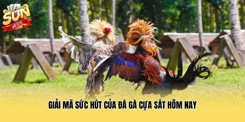 Giải mã sức hút của đá gà cựa sắt hôm nay