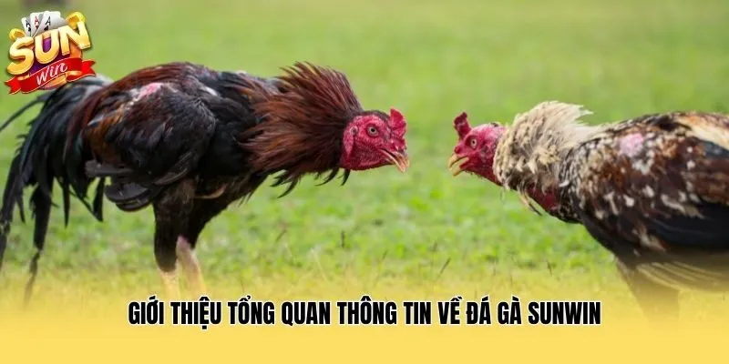 Giới thiệu tổng quan thông tin về đá gà Sunwin
