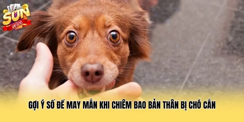 Gợi ý số đề may mắn khi chiêm bao bản thân bị chó cắn