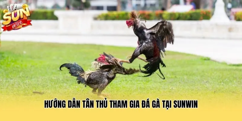 Hướng dẫn tân thủ tham gia đá gà tại Sunwin