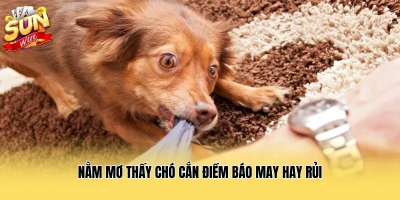 Nằm mơ thấy chó cắn điềm báo may hay rủi