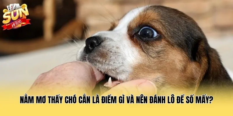 Nằm Mơ Thấy Chó Cắn Là Điềm Gì Và Nên Đánh Lô Đề Số Mấy?