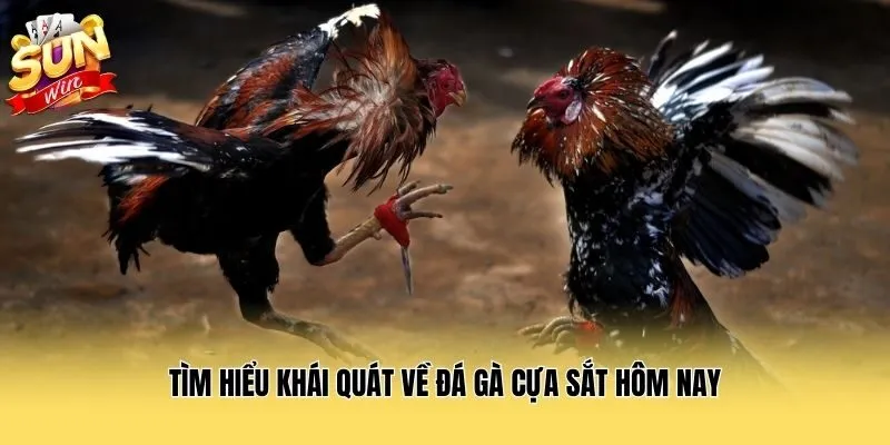 Tìm hiểu khái quát về đá gà cựa sắt hôm nay