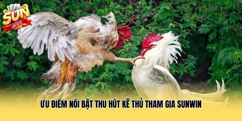 Ưu điểm nổi bật thu hút kê thủ tham gia Sunwin